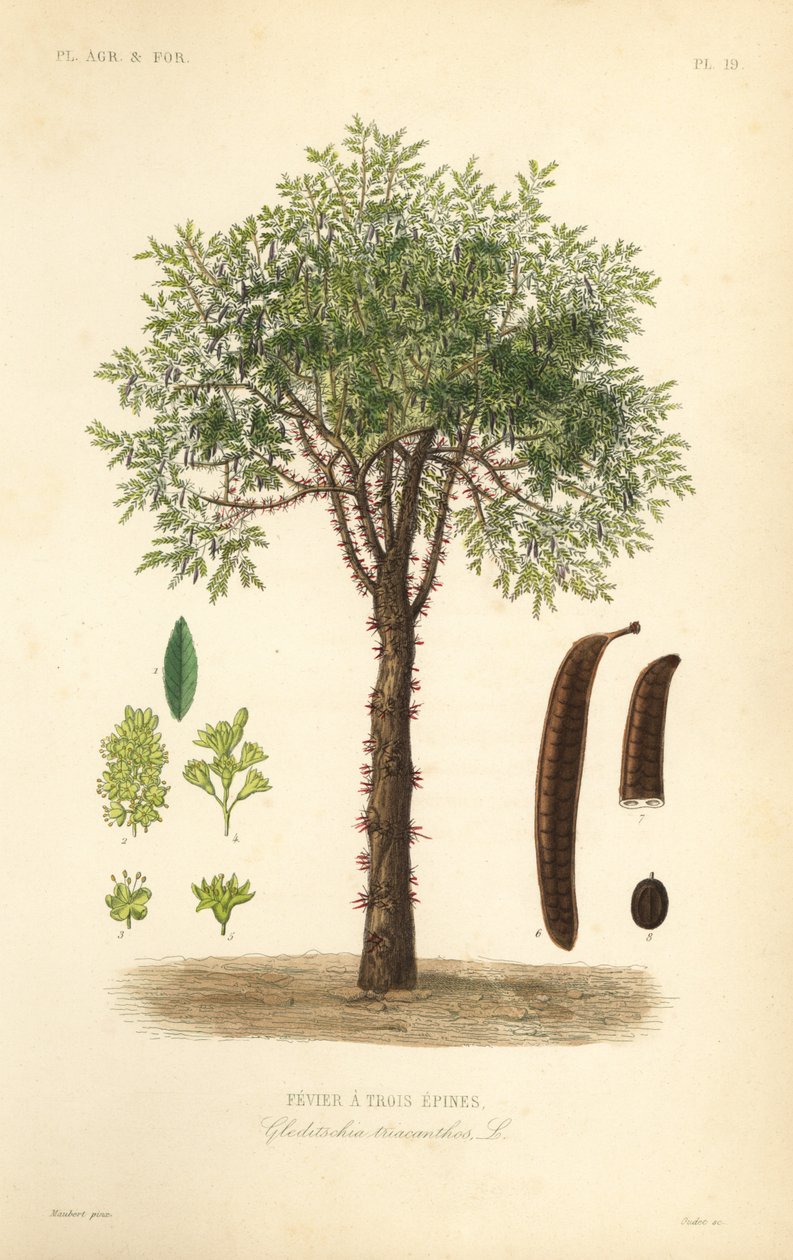 Honninggresshoppe eller tornegresshoppe, Gleditsia triacanthos, Gleditschia triacanthos, Fevier a trois epines av Unbekannt