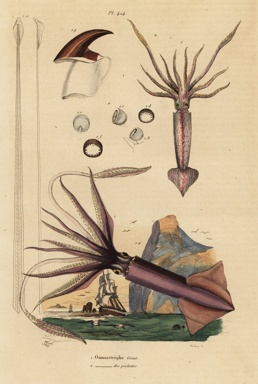 Humboldt blekksprut, Dosidicus kjempe 1, og europeisk flygende blekksprut, Todarodes sagittatus 2. Ommastrephe geant, Ommastrephe des pecheurs av Unbekannt