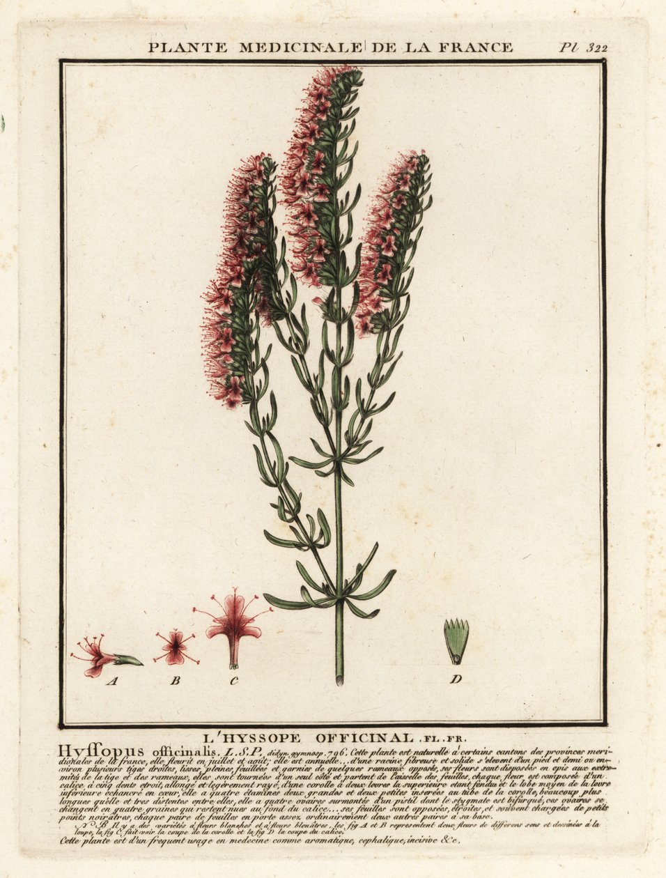 Isop, Hyssopus officinalis. av Unbekannter Künstler