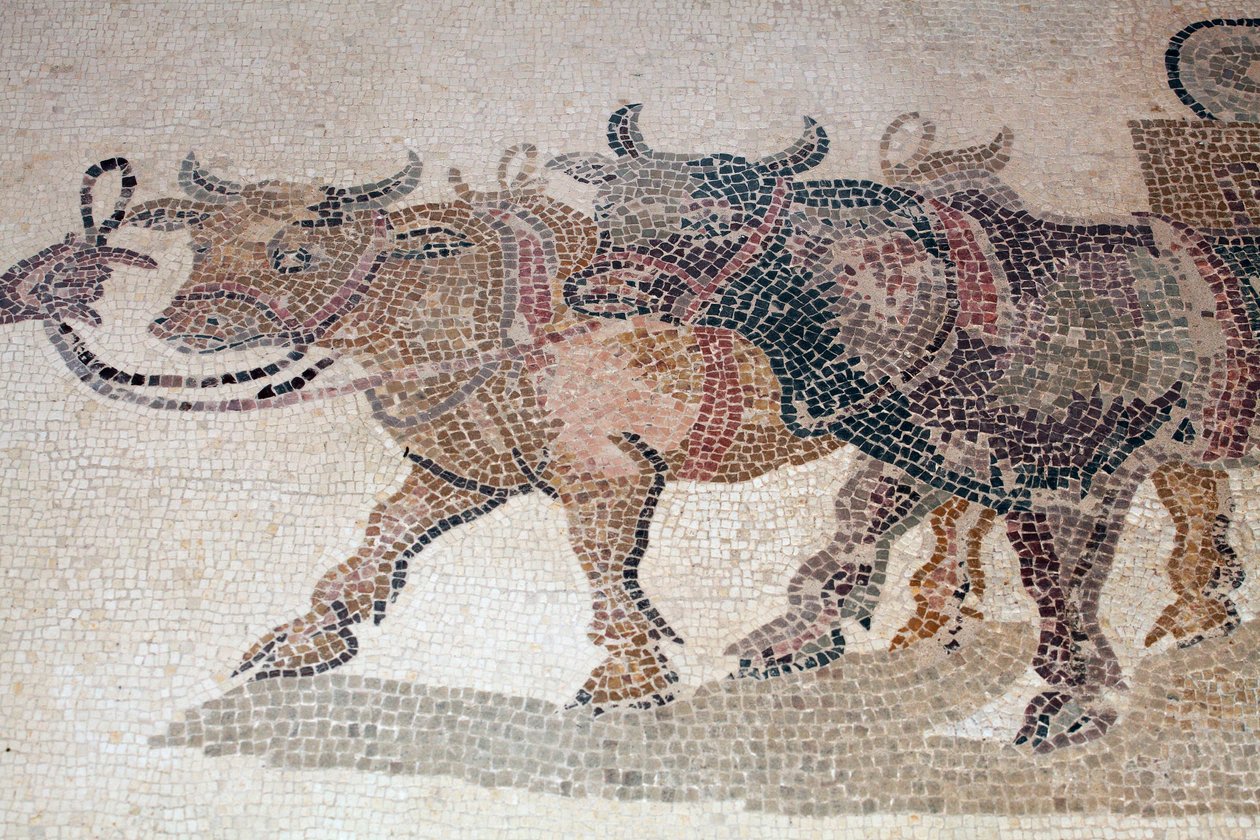 ICarios