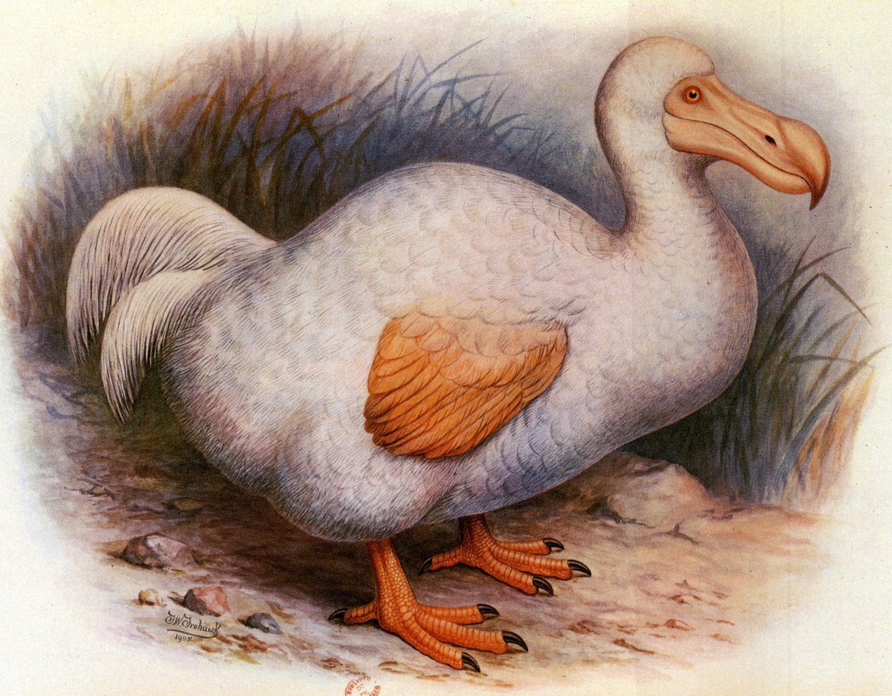 Illustrasjon/Didus solitarius/White Dodo of the Reunion/Solitaire av Unbekannt