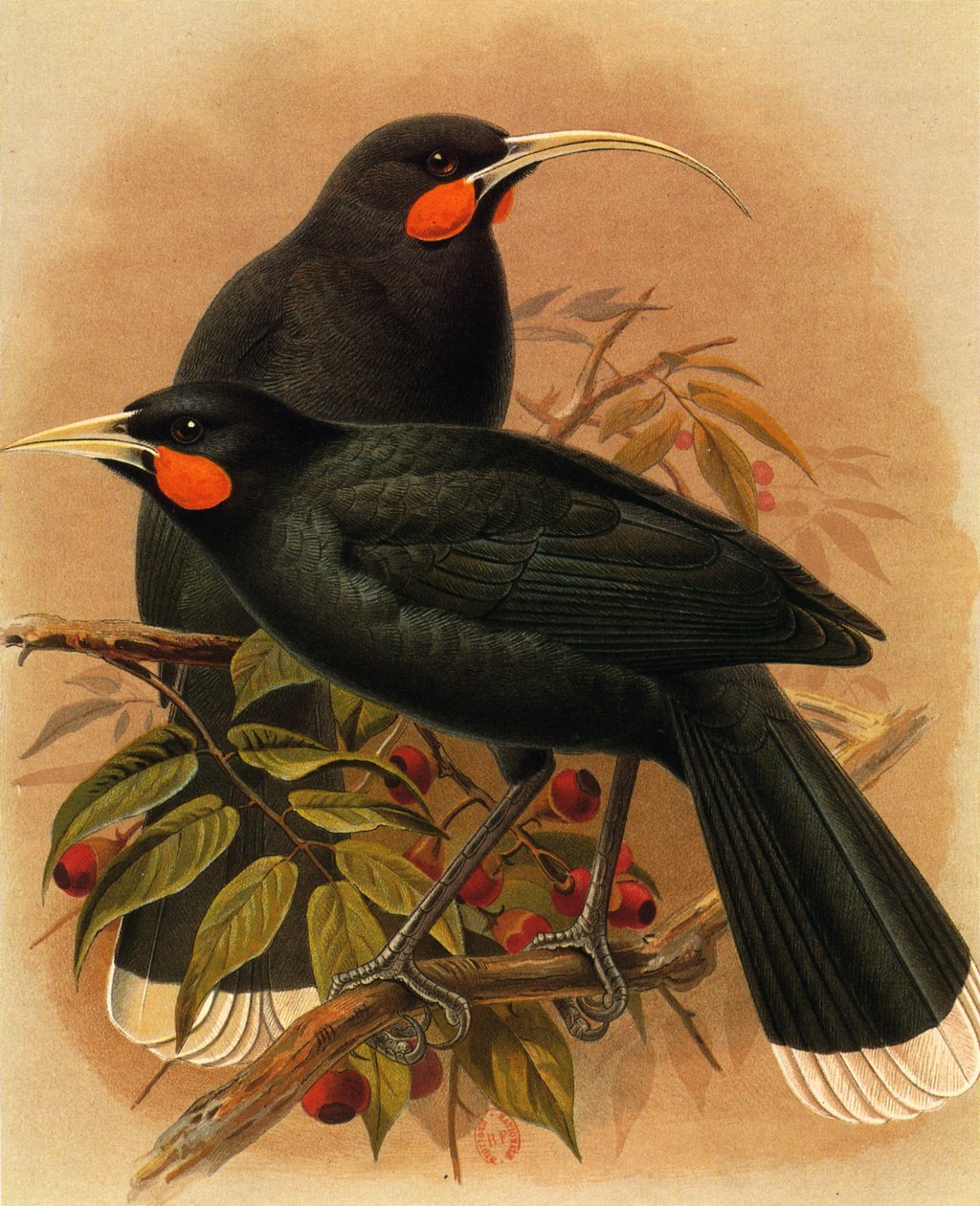 Illustrasjon/Heteralocha acutirostris/Huia dimorphe/Huia av Unbekannt