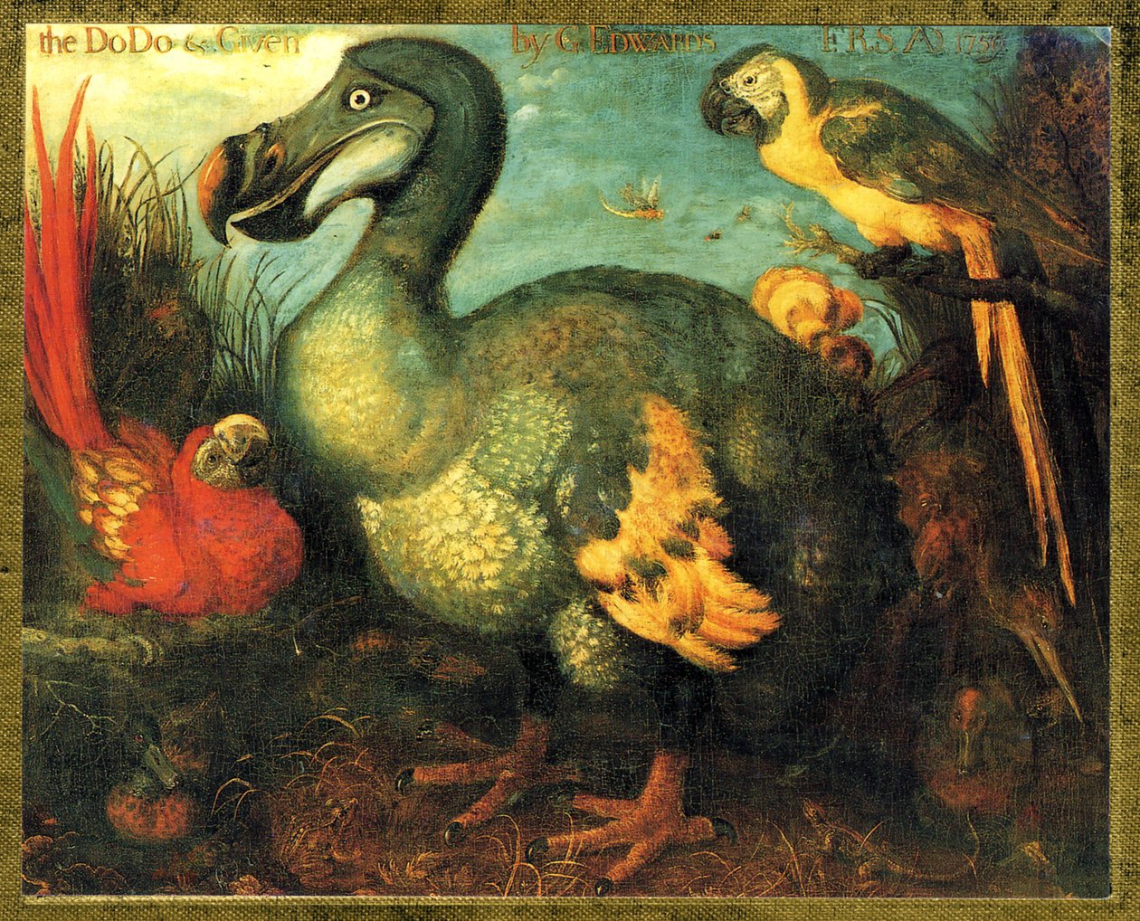 Illustrasjon/Raphus cucullatus/Dodo av Mauritius/Dronte av Unbekannt