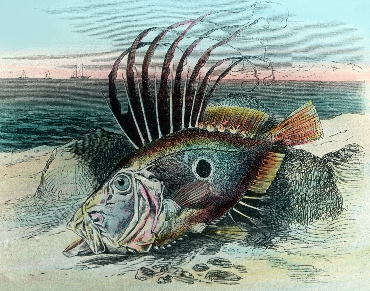 Illustrasjon av en John dory fisk (Zeus faber) av Unbekannter Künstler