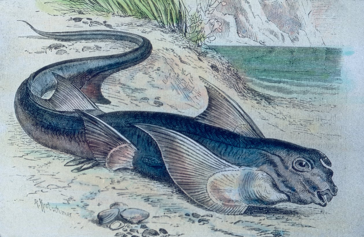 Illustrasjon av en kimær (Hydrolagus colliei) av Unbekannter Künstler