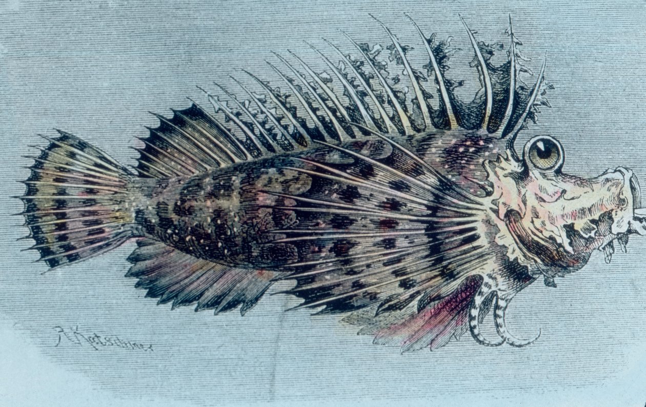 Illustrasjon av en kamfisk (Lophotidae)) av Unbekannter Künstler