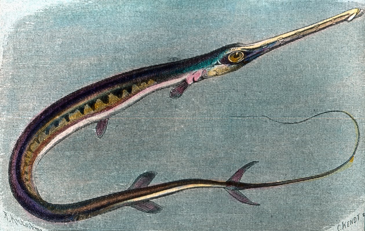 Illustrasjon av en sverdfisk (Xiphias gladius) av Unbekannter Künstler