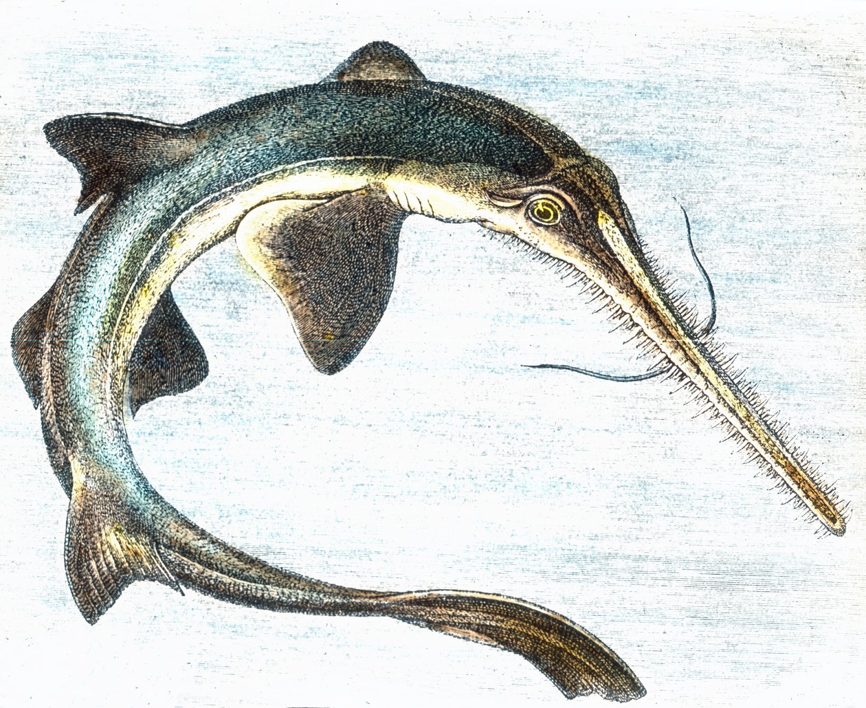 Illustrasjon av en sverdfisk (Xiphias gladius) av Unbekannter Künstler