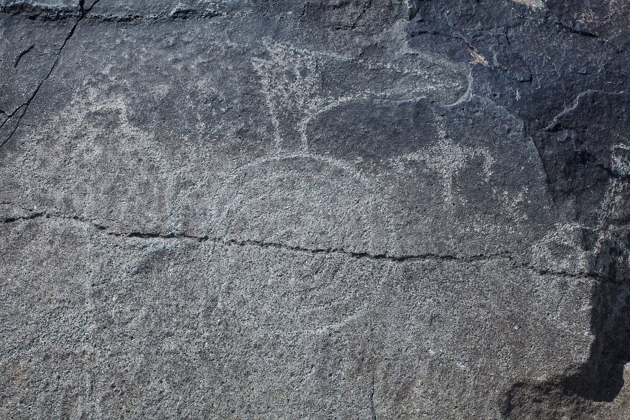 Indiske helleristninger - Dyre- og symbolsk representasjon - Petroglyph National Monument - Albuquerque, New Mexico, USA (USA) av William M. Timlin