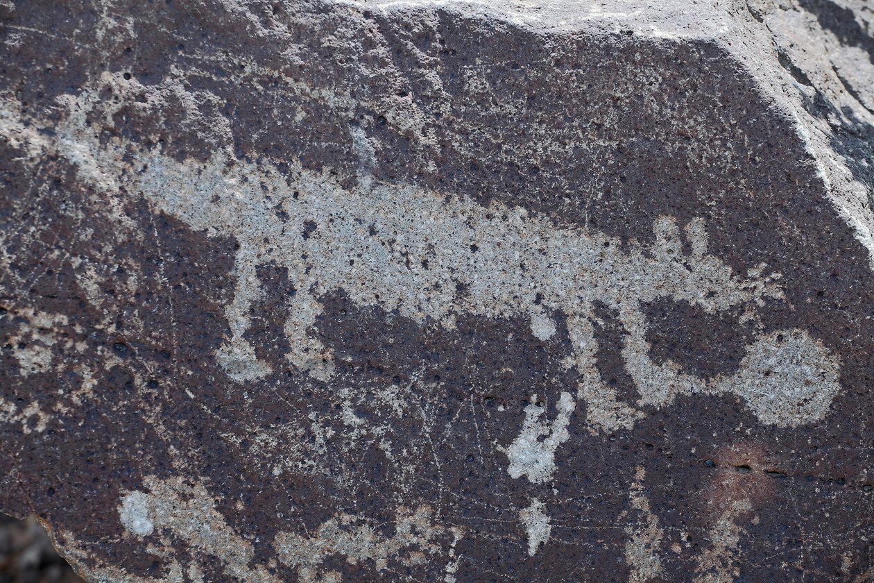 Indiske helleristninger som representerer dyr - Petroglyph National Monument - Albuquerque, New Mexico, USA (USA) av William M. Timlin