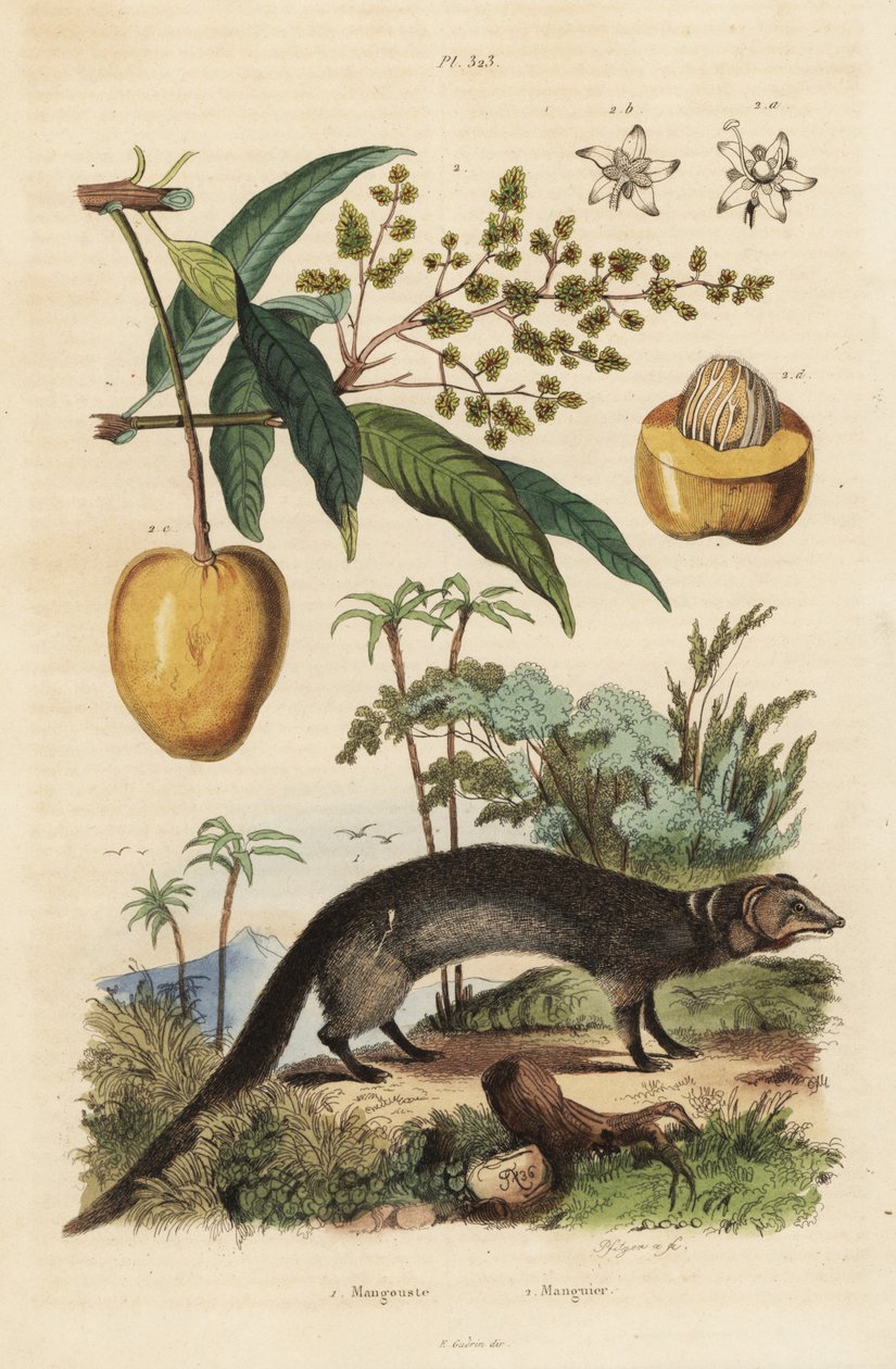 Indisk grå mangust, Herpestes edwardsi 1 og mango, Mangifera indica 2 av Unbekannt