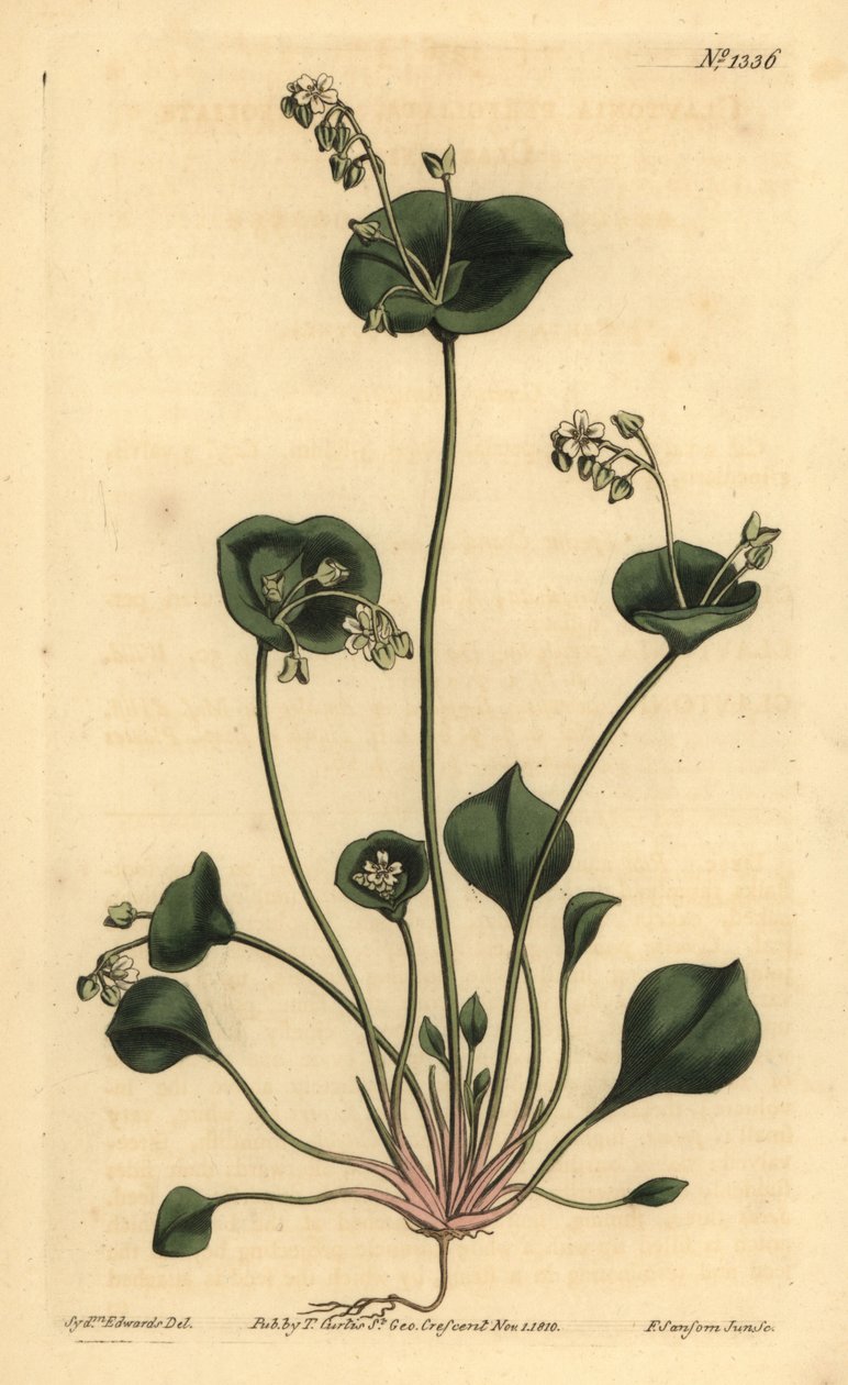 Indisk salat, Perfoliate claytonia, Claytonia perfoliata av Unbekannt