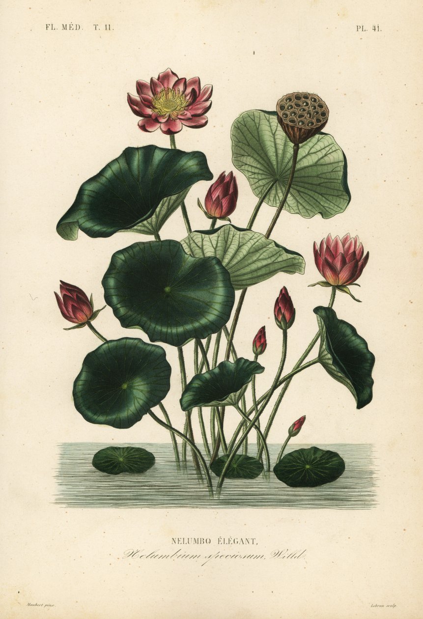 Indisk lotus, Nelumbo nucifera, Nelumbium speciosum, Nelumbo elegantus av Unbekannt