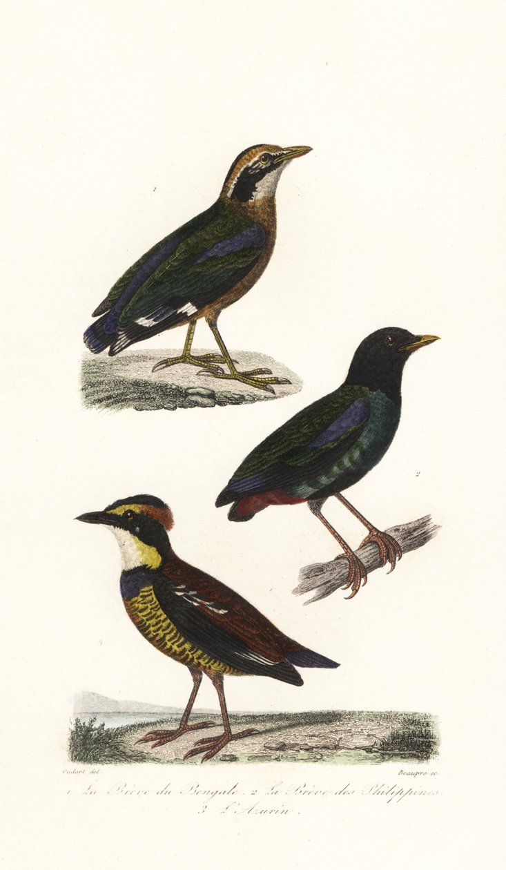 Indisk pitta, hette pitta og Javan banded pitta. av Unbekannter Künstler