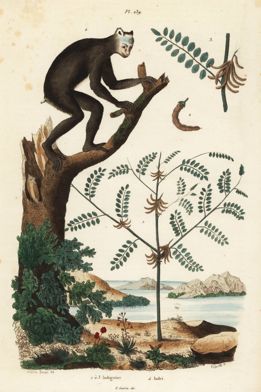 Indigo-plante, Indigofera atropurpurea 1-3, og indri eller babioto, Indri indri, kritisk truet lemur 4 av Unbekannt
