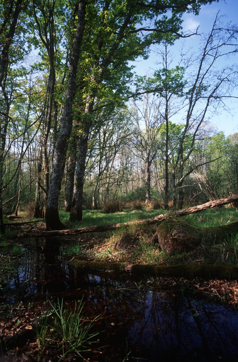 Italia, Latium-regionen, Circeo nasjonalpark, dam ved biosfærereservat av William Jennys