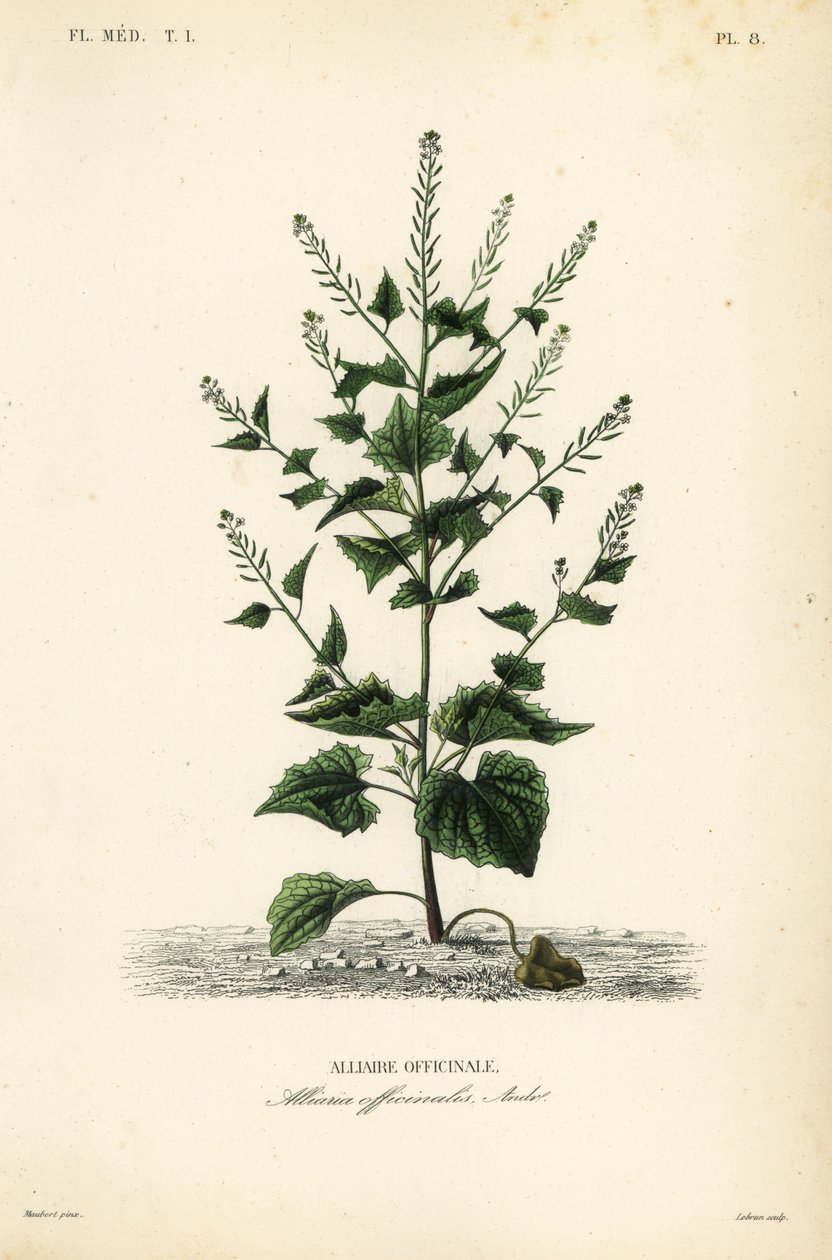 Jack-by-the-hedge eller hvitløkssennep, Alliaria petiolata, Alliaria officinalis, Alliaire officinale av Unbekannt