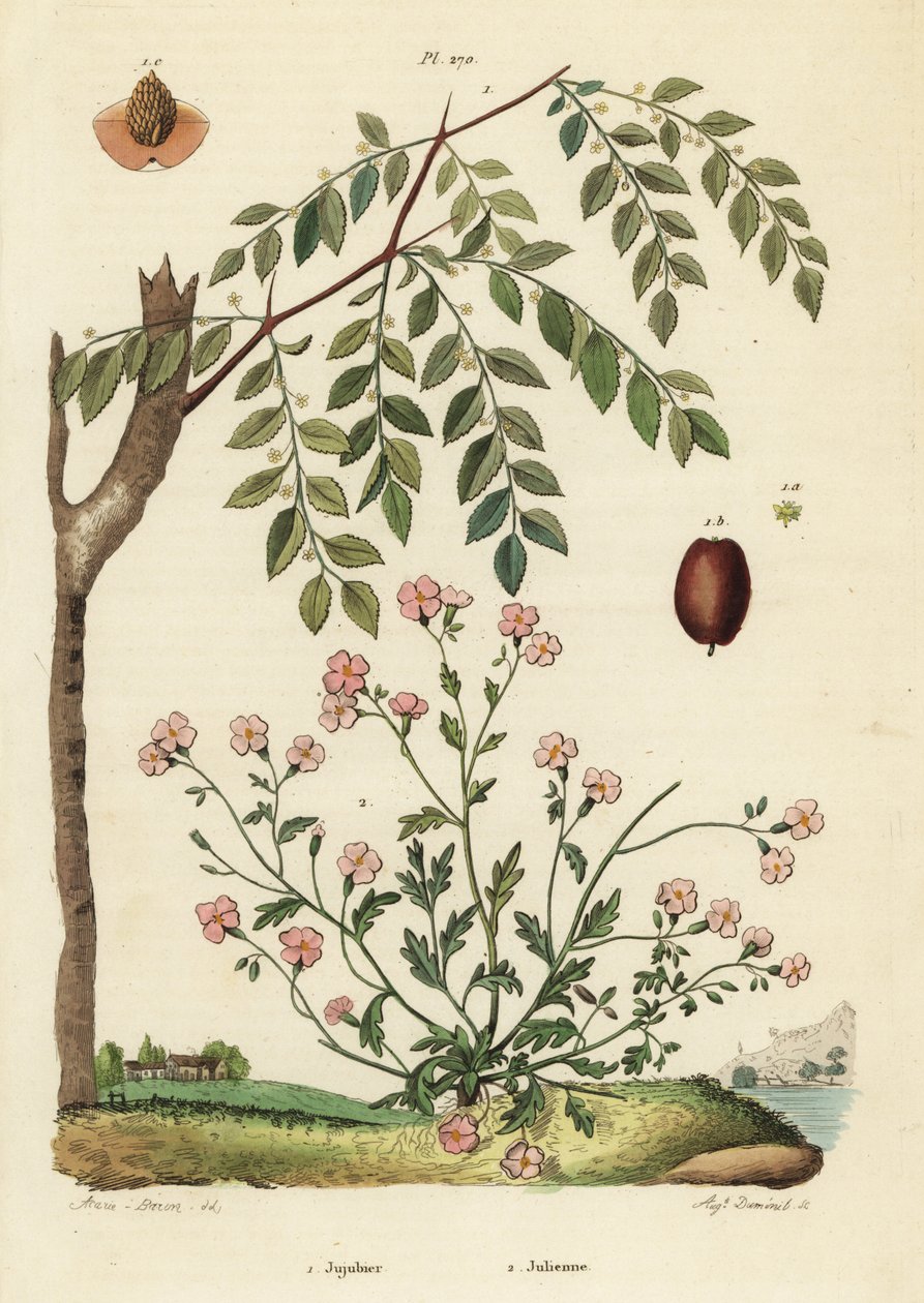 Jujube eller kinesisk daddel, Ziziphus jujuba 1, og Virginia lager, Malcolmia maritima 2 av Unbekannt
