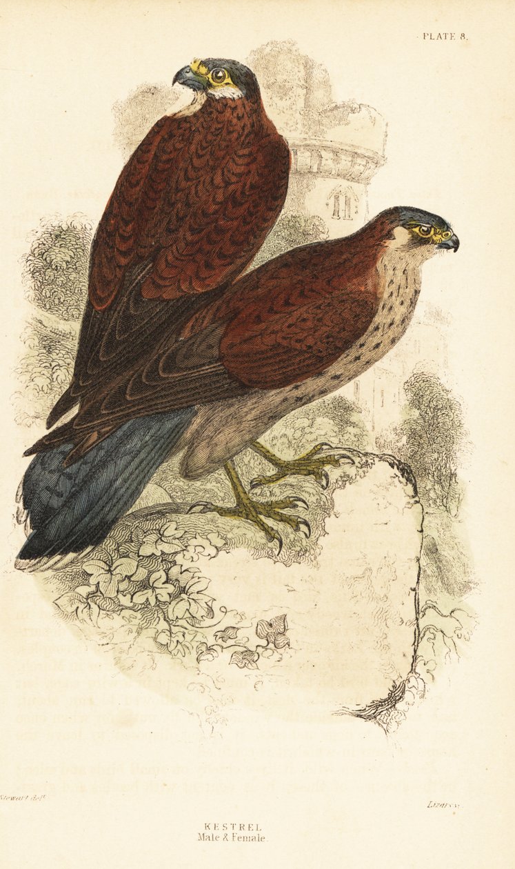 Kestrel, hann og hunn, Falco tinnunculus, foran en ruine1889 (gravering) av Unbekannter Künstler