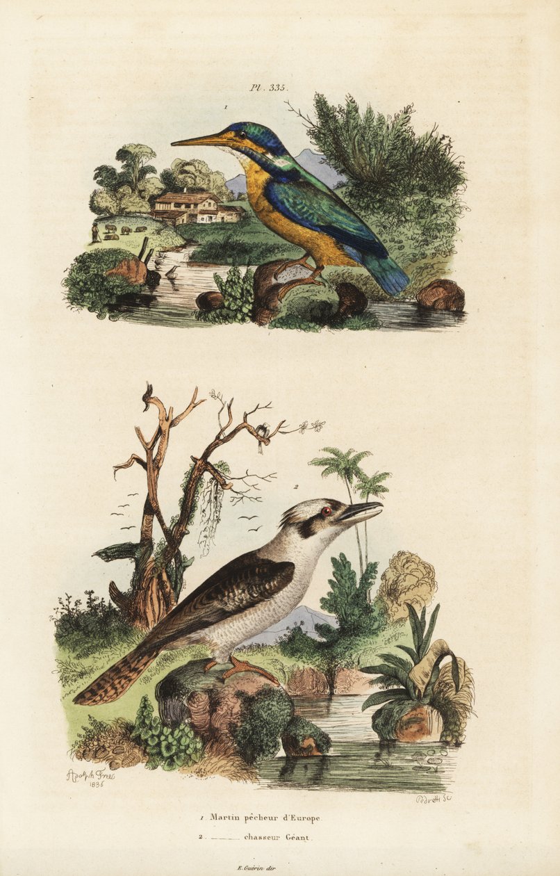 Kingfisher, Alcedo atthis, og leende kookaburra, Dacelo novaeguineae av Unbekannt