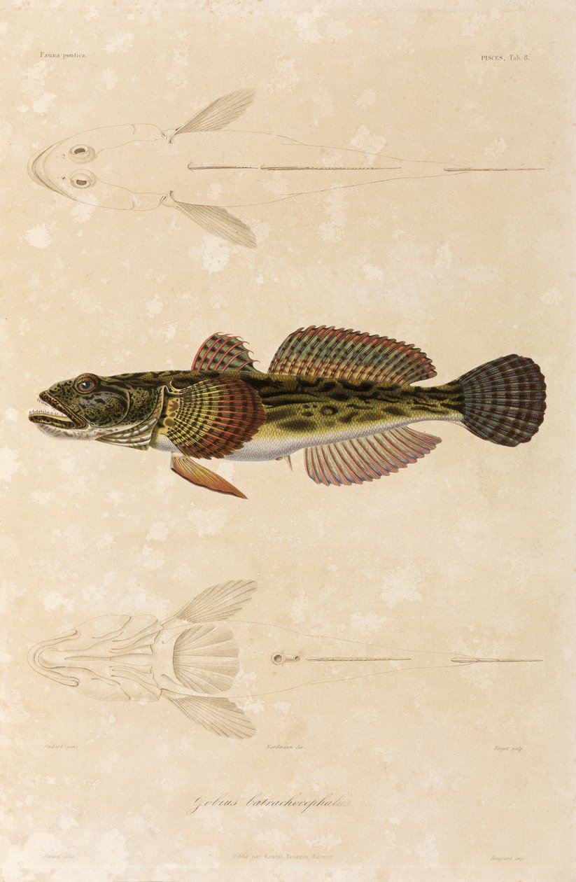 Knout goby, Svartehavet av Unbekannt