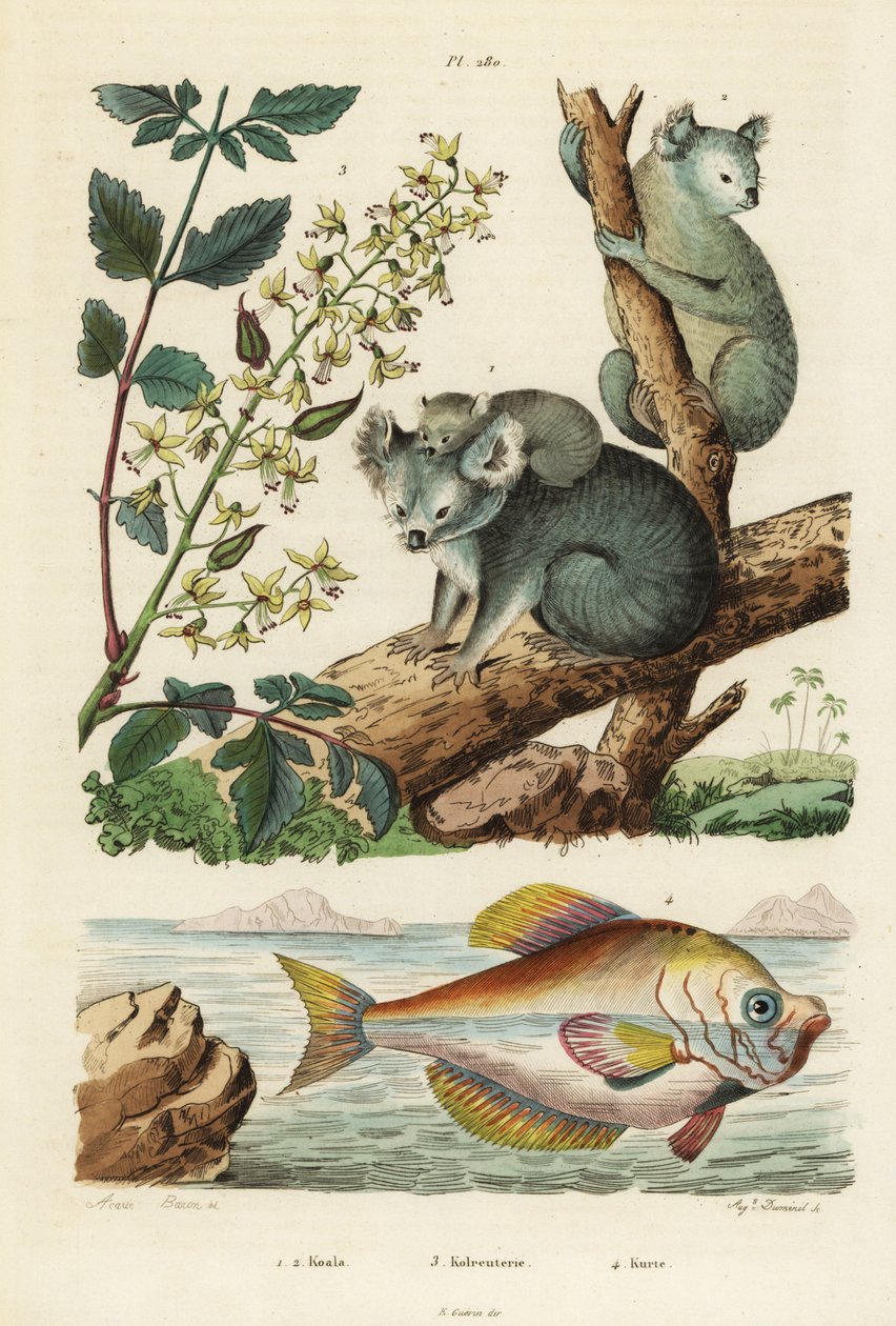 Koala, Phascolarctos cinereus 1.2, lakktre, Koelreuteria paniculata 3, og indisk pukkelhode, Kurtus indicus av Unbekannt