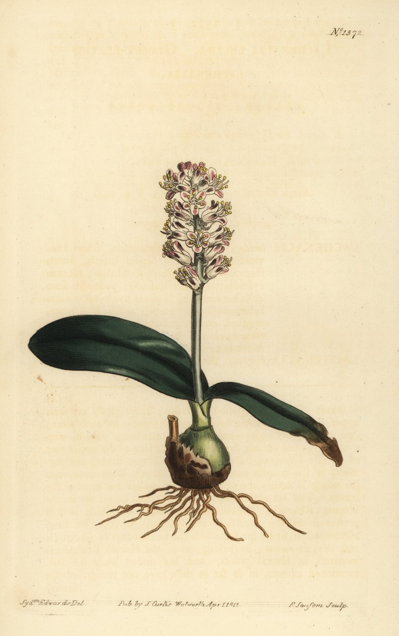 Lachenalia pallida (glansbladede lachenalia, Lachenalia lucida) av Unbekannt