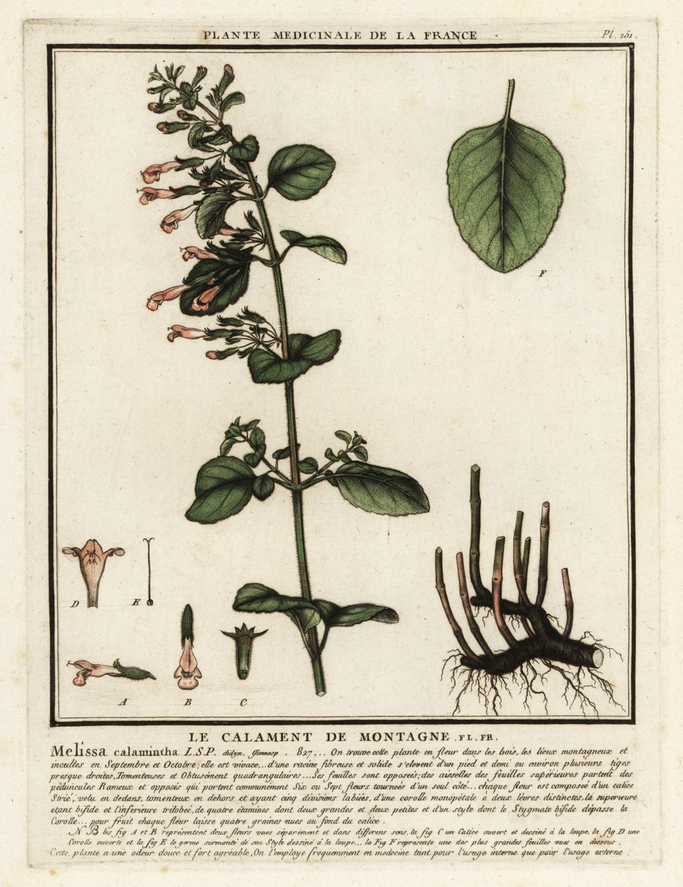 Mindre calamint, Clinopodium nepeta. av Unbekannter Künstler