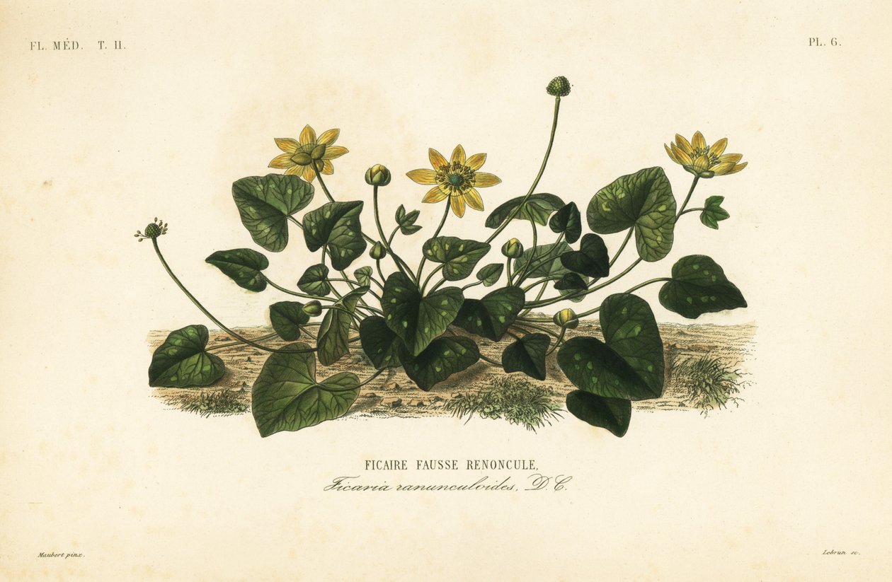 Små svalort, Ficaire verna, Ficaria ranunculoides, Ficaire fauss renoncule av Unbekannt
