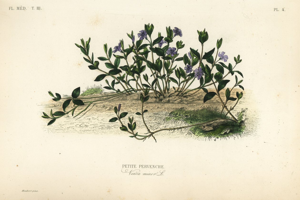 Mindre periwinkle, Vinca minor, Petite pervenche av Unbekannt