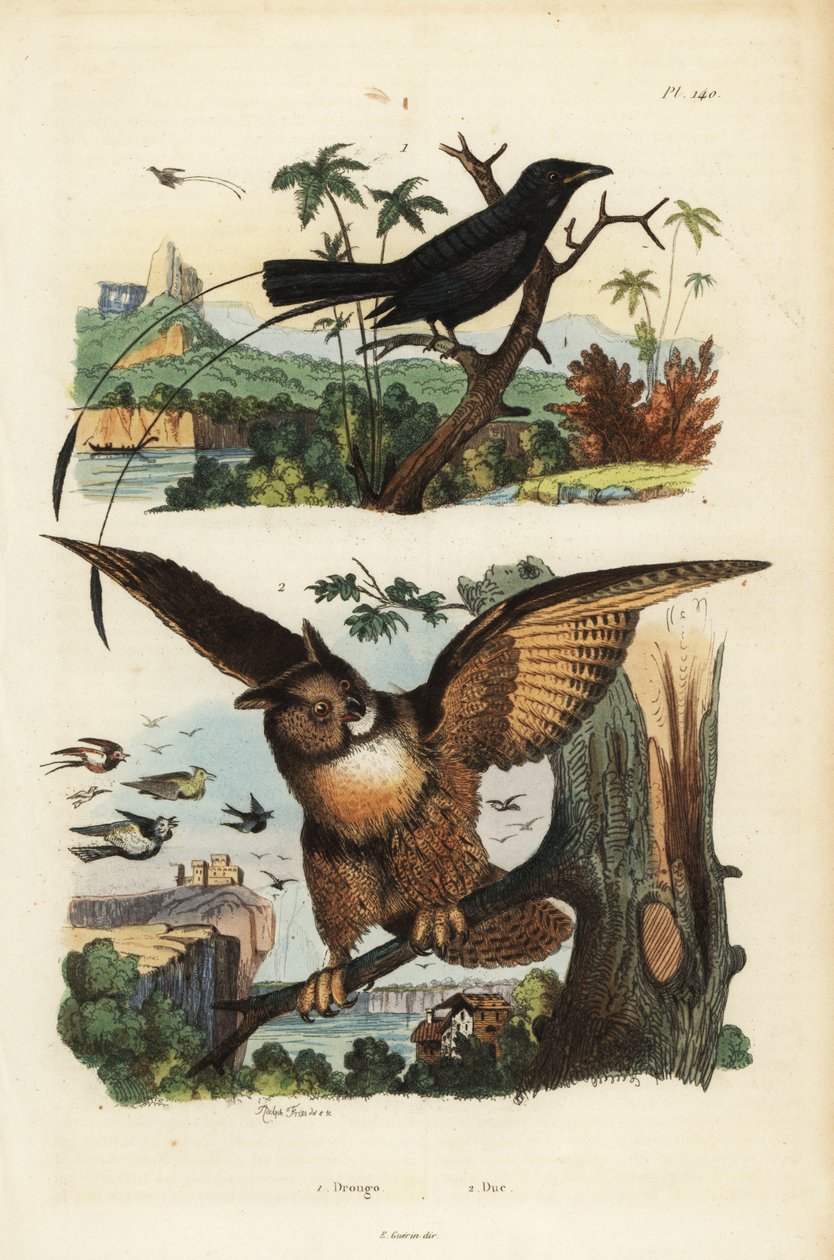 Mindre rackethaledrongo, Dicrurus remifer og eurasisk ørnugle, Bubo bubo av Unbekannt