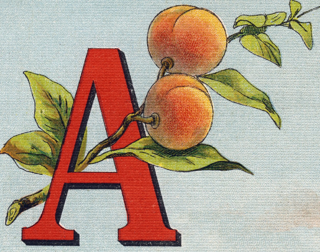 Bokstav A: aprikos. Gravering i "Alphabet de ma petite fille". Bernardin-Bechet og Fils, bokhandler-forlag, Paris, rundt 1895. Ubrytelig album på lerret. Bibliotheque des Bebes. 12 sider. Album som inneholder en lesemetode og en illustrativ abece av Unbekannt
