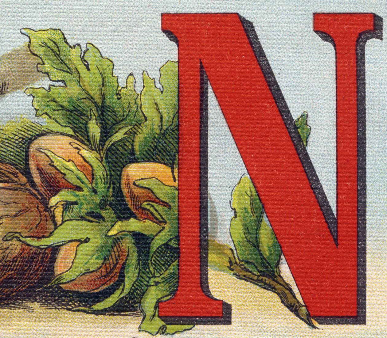 Bokstav N: hasselnøtter. Gravering i "Alphabet de ma petite fille". Bernardin-Bechet og Fils, bokhandler-forlag, Paris, rundt 1895. Ubrytelig album på lerret. Bibliotheque des Bebes. 12 sider. Album som inneholder en lesemetode og en illustrerend av Unbekannt