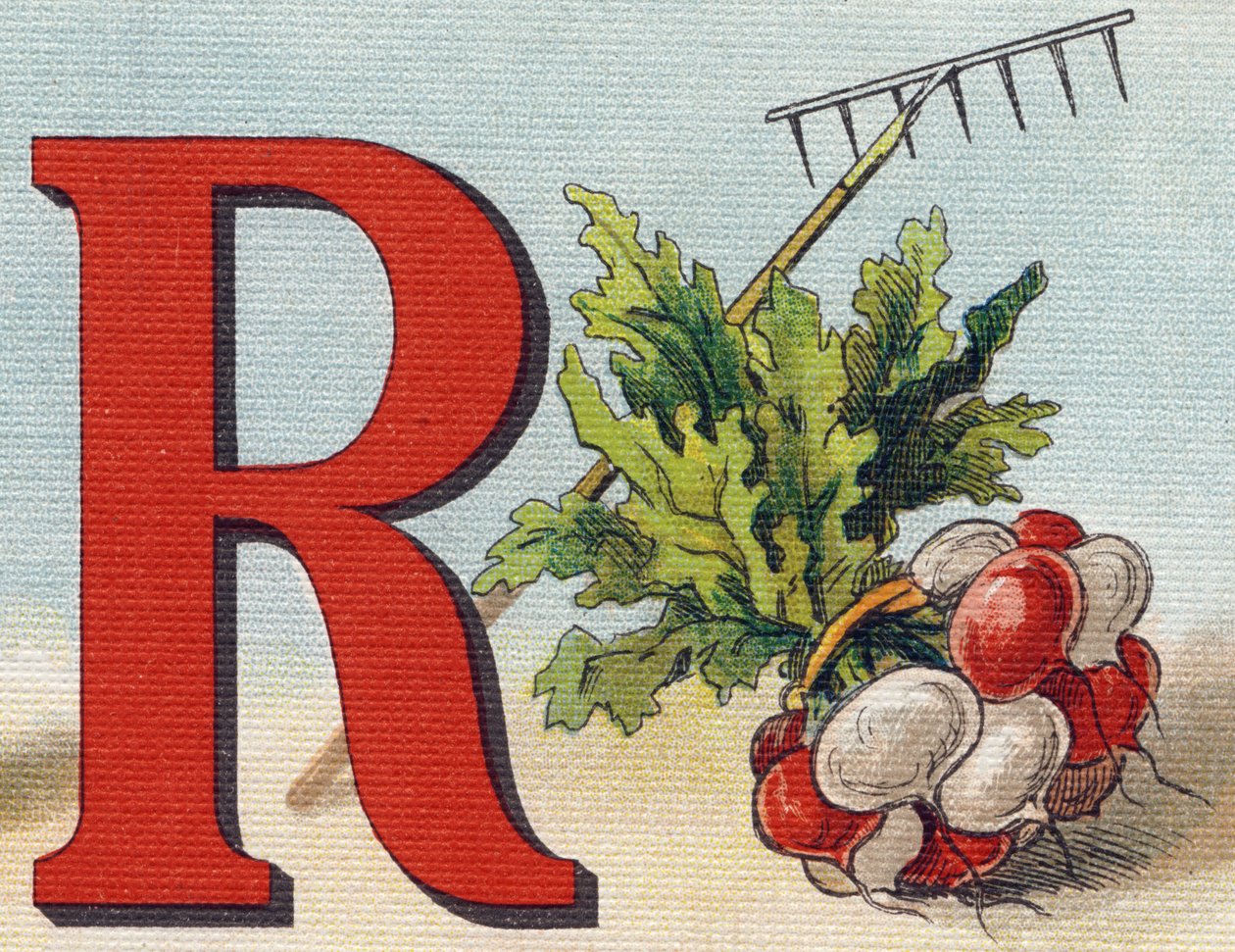 Bokstav R: rake, reddik. Gravering i "Alphabet de ma petite fille". Bernardin-Bechet og Fils, bokhandler-forlag, Paris, rundt 1895. Ubrytelig album på lerret. Bibliotheque des babes. 12 sider. Album som inneholder en lesemetode og en illustrativ a av Unbekannt