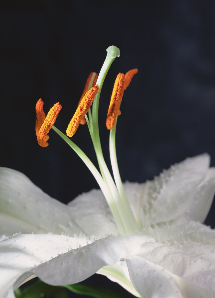 Lily Stamens, 2001 (bilde) av Unbekannter Künstler