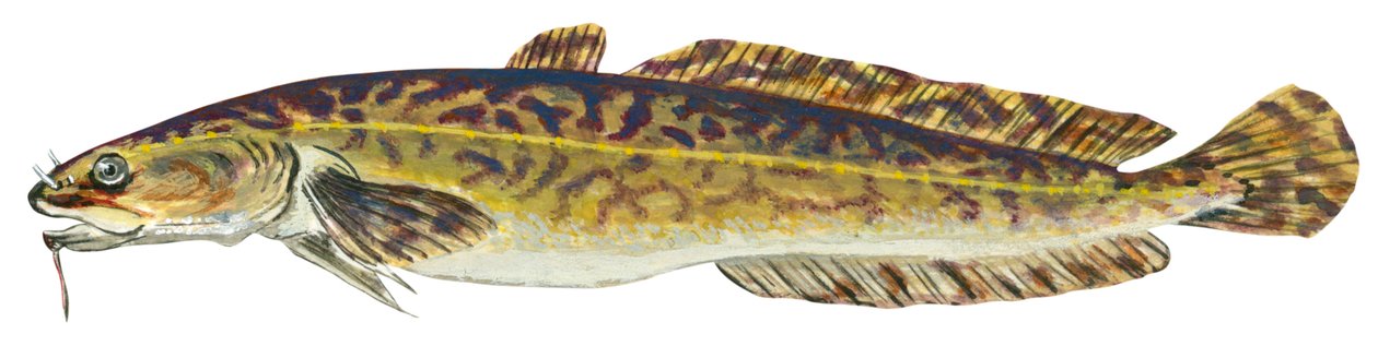 Lotte - Burbot (Lota lota) av Unbekannter Künstler