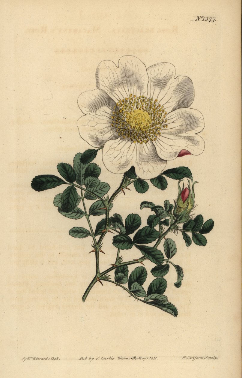 Macartneys rose, Rosa bracteata av Unbekannt