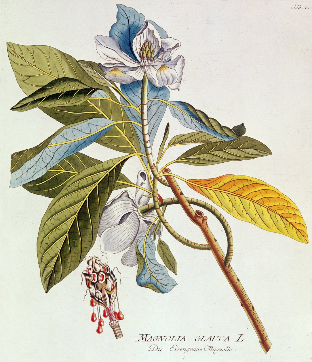 Magnolia Glauca, fra "Icones Plantarium Medicinalium Secundim Sustema Lunani Digestarum", av Joseph Jakob Plenk, Wien, 1788-1812 av Unbekannt