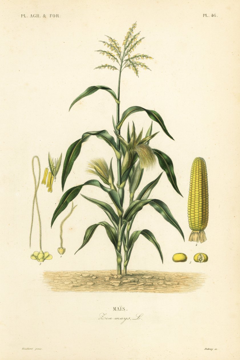 Mais eller mais, Zea mays, Mais av Unbekannt
