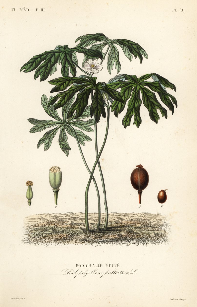 Mayapple eller amerikansk mandrake, Podophyllum peltatum, Podophylle pelte av Unbekannt