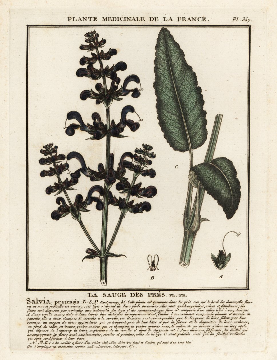 Engle, Salvia pratensis. av Unbekannter Künstler