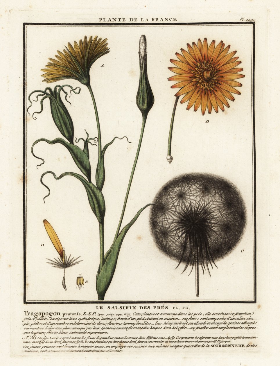 Engsalt, Tragopogon pratensis. av Unbekannter Künstler