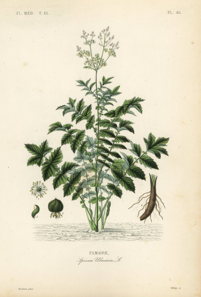 Engsøt eller mjødurt, Filipendula ulmaria, Spiraea ulmaria, Ulmaire av Unbekannt