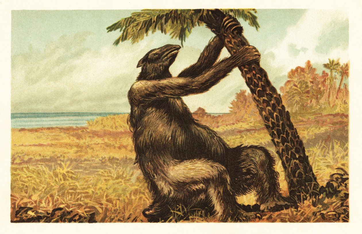 Megatherium americanum trekker på et palmetre.1908 (litografi) av Unbekannter Künstler