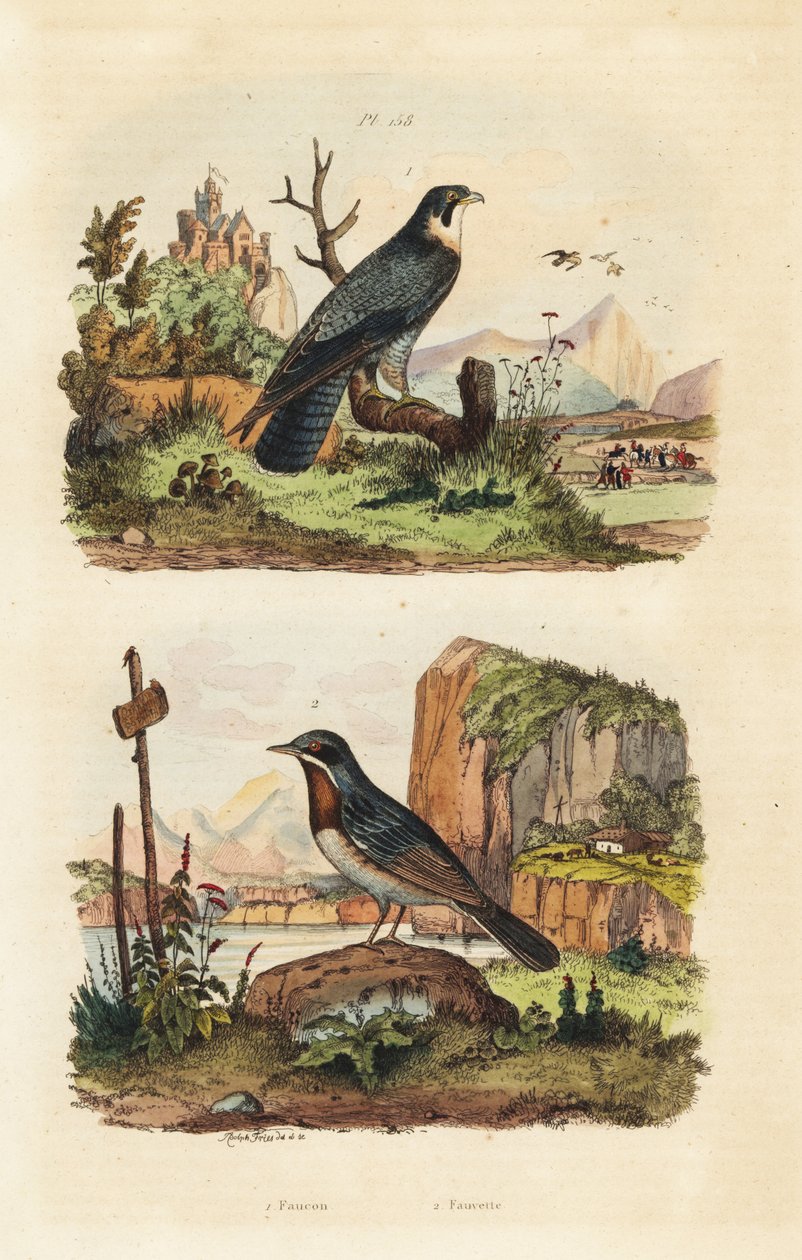 Merlin, Falco columbarius og Moltonis sangfugl, Sylvia subalpine av Unbekannt