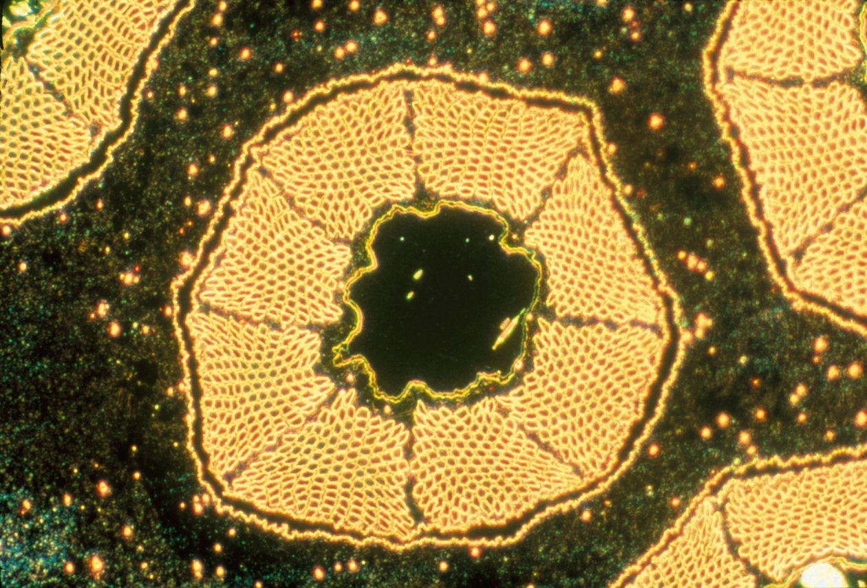Mikrografer (lys) Lavtemperatur superleder, lysmikrograf av Unbekannter Künstler