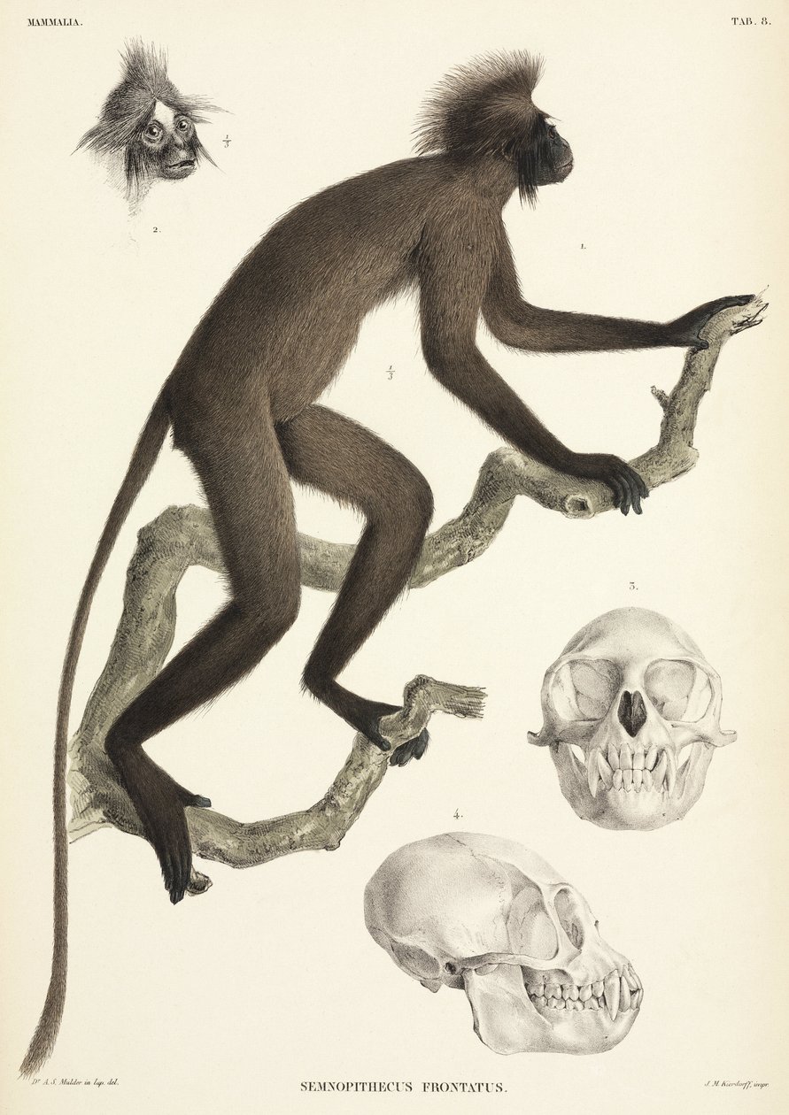 Ape- og hodeskalledetaljer, Sumatra, Indonesia av Unbekannt