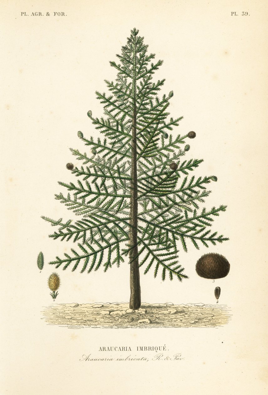 Monkey puslespilltre eller chilensk furu, Araucaria araucana, Araucaria imbricata, Araucaria imbrique av Unbekannt