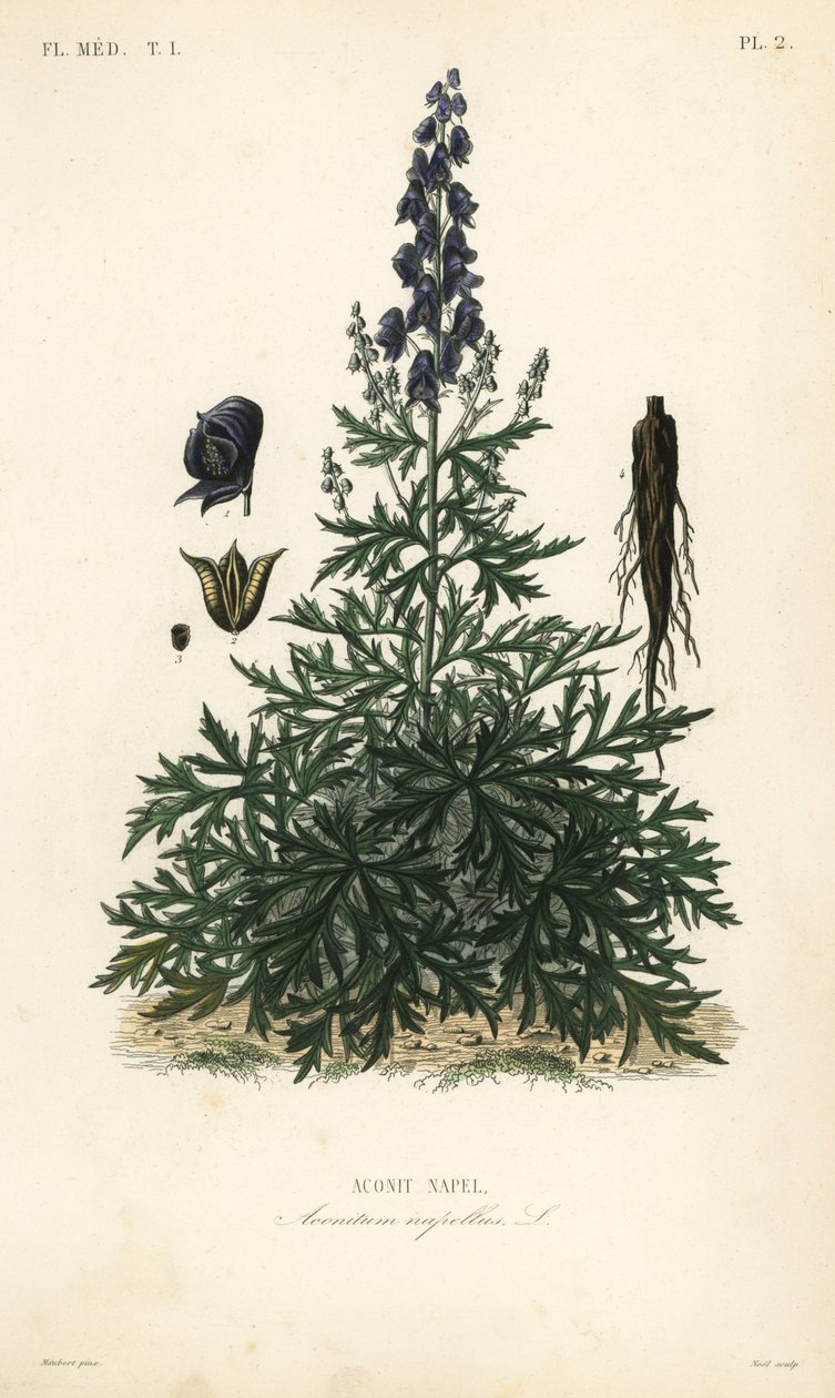 Munkehette, akonitt eller ulvebane, Aconitum napellus, Aconit napel av Unbekannt