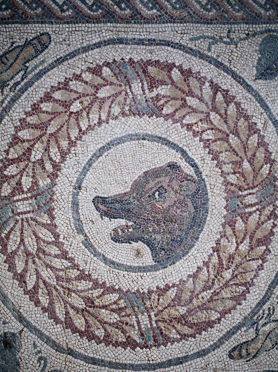Mosaikk av peristylen. Detalj som representerer et bjørnehode. 3. - 4. århundre. Roman Villa of the Casale, Sicilia. UNESCO nettsted. av William M. Timlin